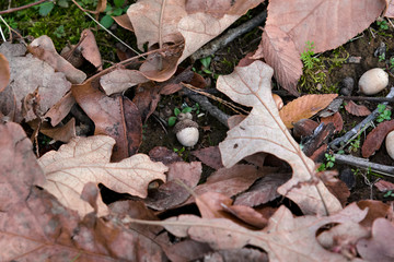 Leaves and acorns on the ground in the woods