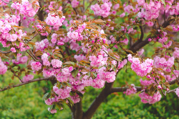 Spring background. Fresh flowers. Floral background. Spring blooming tree. Pretty peach blossom. Trees strewn with pink double peach flowers