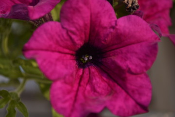 Surfinia rosa