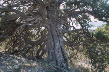  old relict trees on the Black Sea coast