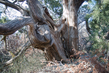  old relict trees on the Black Sea coast