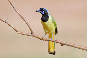 Green Jay (Cyanocorax luxuosus) perched, South Texas, USA 
