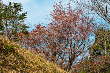 Obraz na płótnie Canvas 光岡城跡の山桜