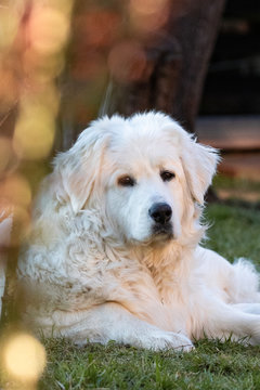 White dog laying on ground and looking at camera