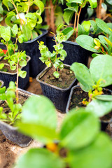 Leaves of green living plants, blur
