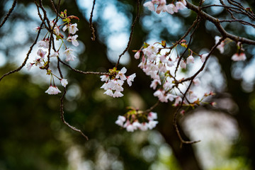 光岡城跡の山桜