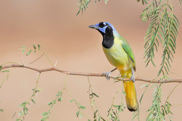 Green Jay (Cyanocorax luxuosus) perched, South Texas, USA 