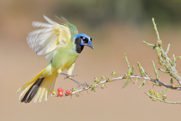 Green Jay (Cyanocorax luxuosus) perched, South Texas, USA 