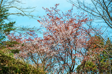 Obraz premium 光岡城跡の山桜