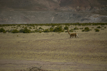 Dry landscapes in Cordillera Real, Andes, Bolivia