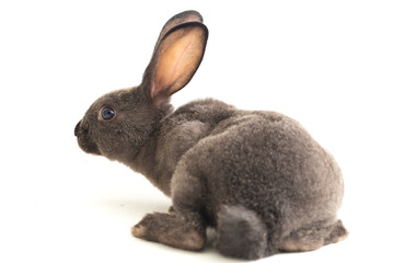gray rex rabbit isolated on white background © dwi