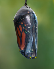 Monarch  just before  it merges from the chrysalis