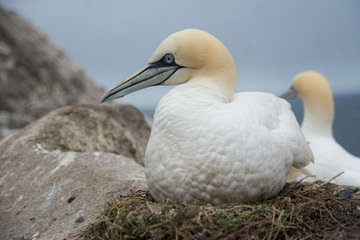 A northern gannet (Morus bassanus)