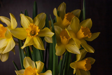 Obraz premium Bouquet of yellow daffodils on black background. Spring blooming yellow flowers green leaves, Easter greeting card, holidays website banner low key modern style. Dark and moody nature closeup header.