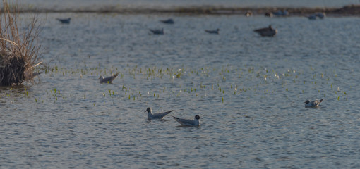 Sea gulls over Vrbenske ponds in spring blue sky day