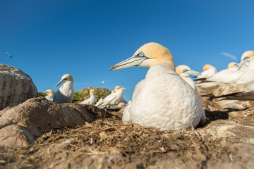 A northern gannet (Morus bassanus)
