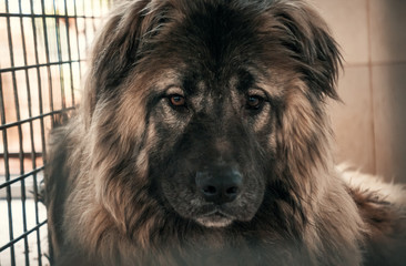 Sad dog in shelter waiting to be rescued and adopted to new home. Shelter for animals concept