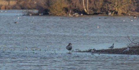 Sea gulls over Vrbenske ponds in spring blue sky day