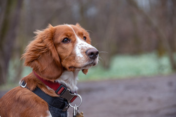 Cute looking welsh springer spaniel puppy