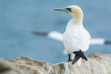 A northern gannet (Morus bassanus)