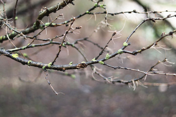 background of tree branches  close-up