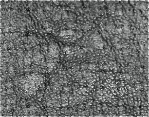 Obraz premium Natural leather structure material abstract texture background