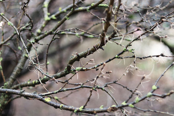 background of tree branches  close-up