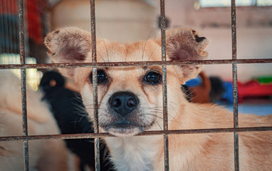 Sad dog in shelter waiting to be rescued and adopted to new home. Shelter for animals concept
