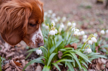 Cute looking welsh springer spaniel puppy