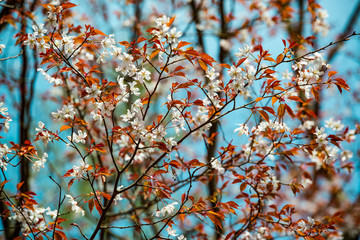 光岡城跡の山桜
