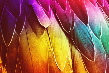 Colorful Plumage Background. Retro Bird Feathers Detail Backdrop.