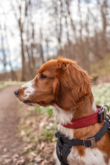 Cute looking welsh springer spaniel puppy