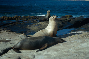 California Seals and Seagulls