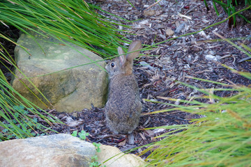A small wild rabbit foraging in the garden