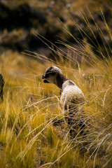 Fototapeta premium Mountains sheep from Cordillera Real, Andes, Bolivia