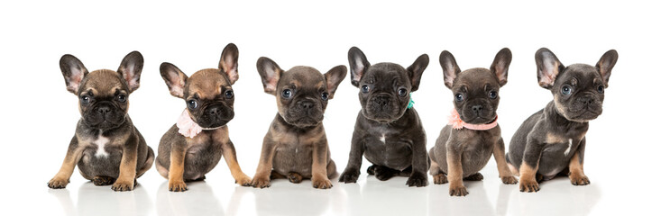 Six French Bulldog  puppies sitting in a row looking at camera