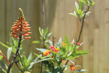 Flower Closeup