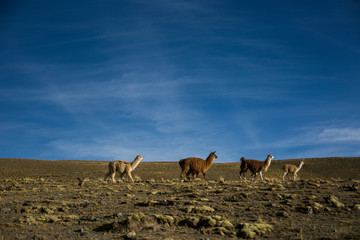 Mountains llama from Cordillera Real, Andes, Bolivia