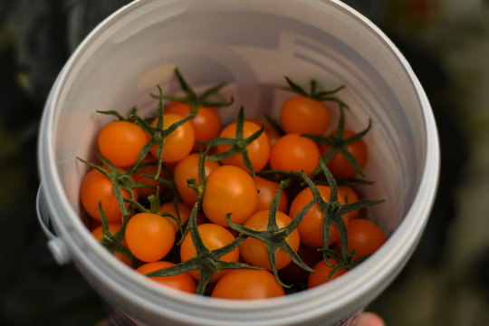 Orange Cherry Tomatoes