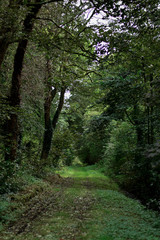 Dark path in the woods