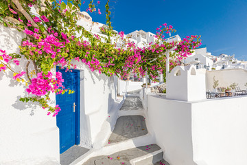 Traditional greek house with flowers in Santorini island, Greece. - obrazy, fototapety, plakaty