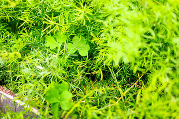 Leaves of green living plants, blur