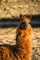 Obraz premium Llama portrait from Cordillera Real, Andes, Bolivia