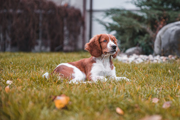 Cute looking welsh springer spaniel puppy