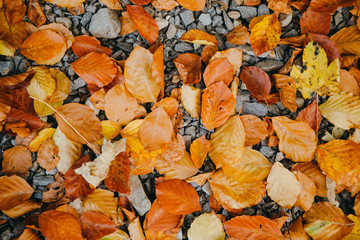 Colorful background of autumn leaves on rocks.