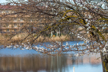 spring forest in the south of Russia