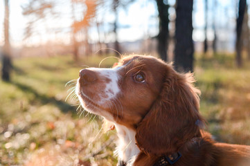 Cute looking welsh springer spaniel puppy