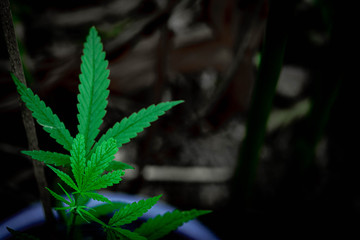 Marijuana leaves in the forest on a dark background