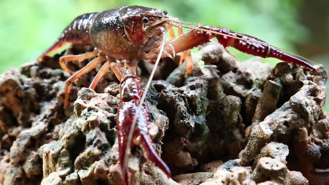 Red swamp crawfish