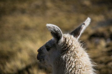 Mountain llama in Cordillera Real, Andes, Bolivia